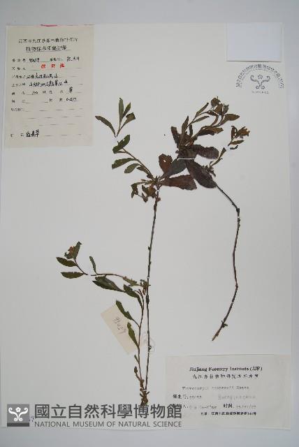 盾果草藏品圖，第1張