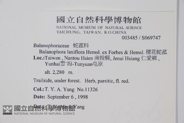 穗花蛇菰藏品圖，第2張