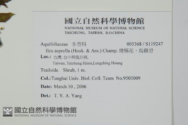 燈稱花、烏雞骨藏品圖，第2張