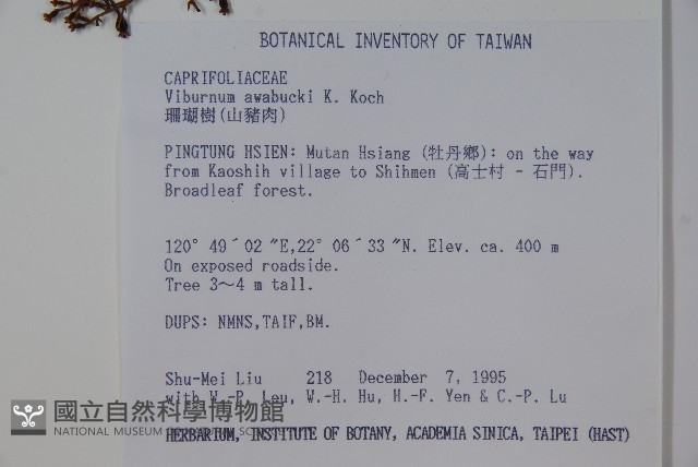 珊瑚樹藏品圖，第2張