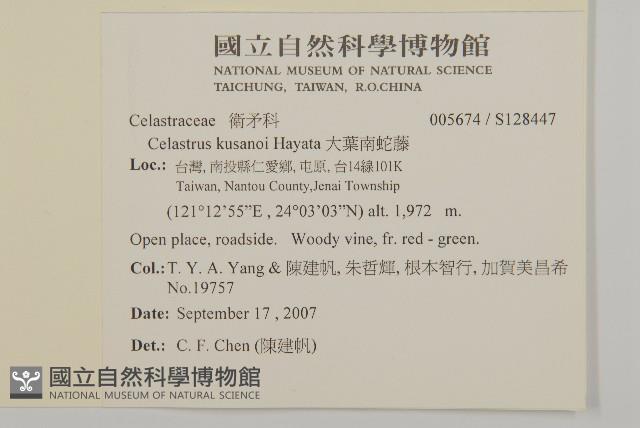 大葉南蛇藤藏品圖，第2張