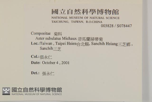 掃帚菊藏品圖，第2張