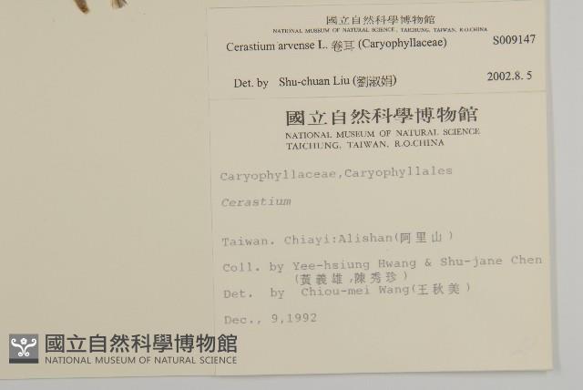 卷耳藏品圖，第2張