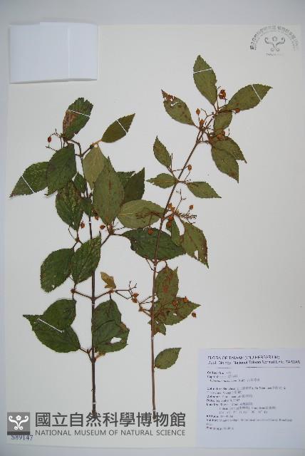 呂宋莢迷藏品圖，第1張