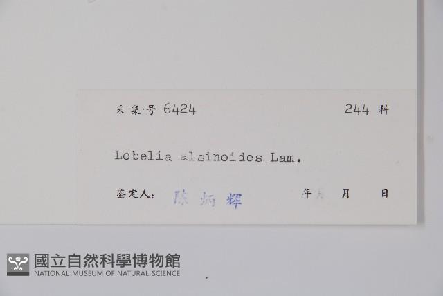 短柄半邊蓮藏品圖，第2張