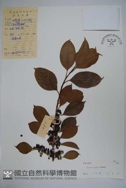 鐵冬青藏品圖，第1張