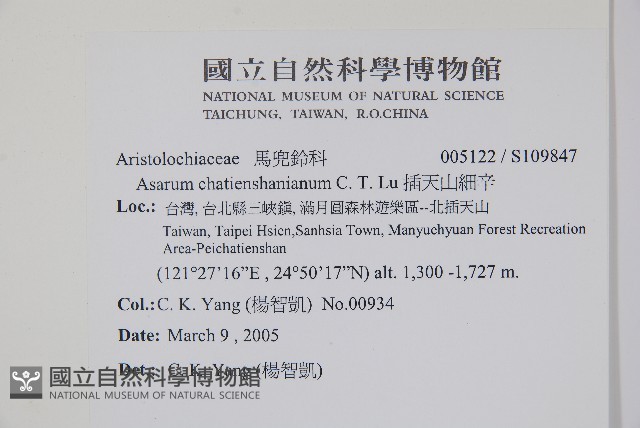 插天山細辛藏品圖，第2張