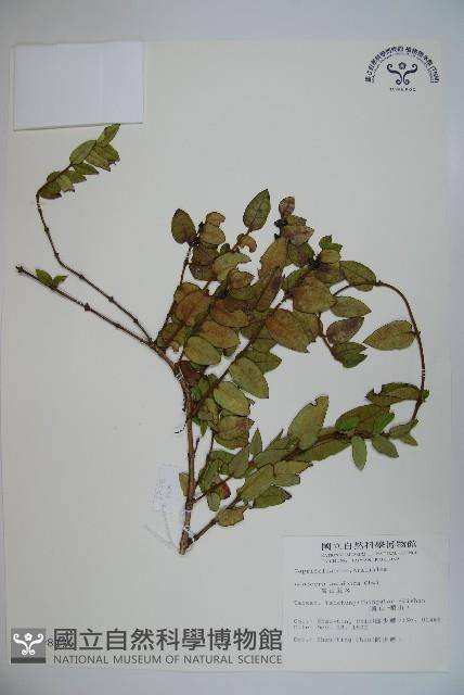 無梗忍冬藏品圖，第1張