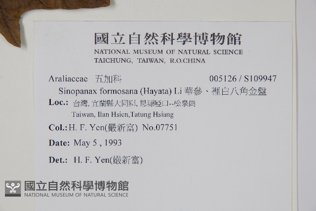 華參、裡白八角金盤藏品圖，第2張