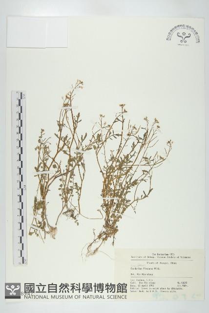 焊菜藏品圖，第1張