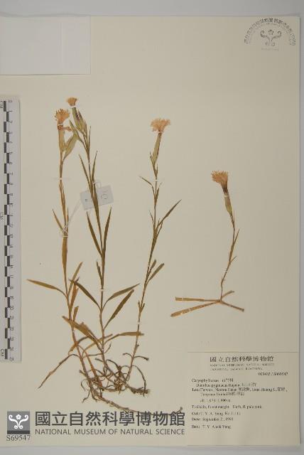 玉山石竹藏品圖，第1張