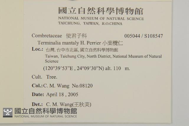小葉欖仁藏品圖，第2張