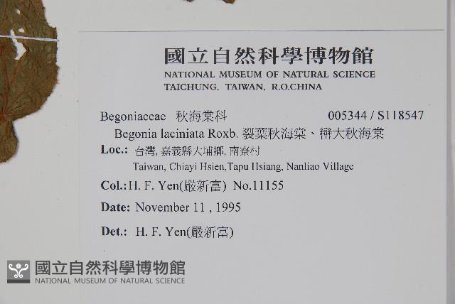 裂葉秋海棠、巒大秋海棠藏品圖，第2張