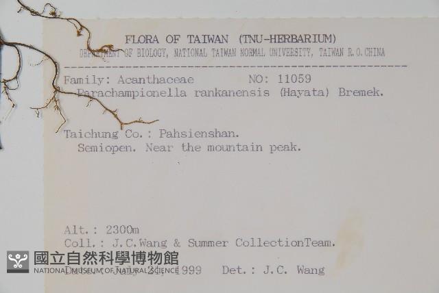 翅柄馬藍藏品圖，第2張