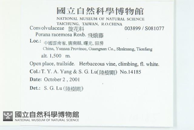 飛蛾藤藏品圖，第2張