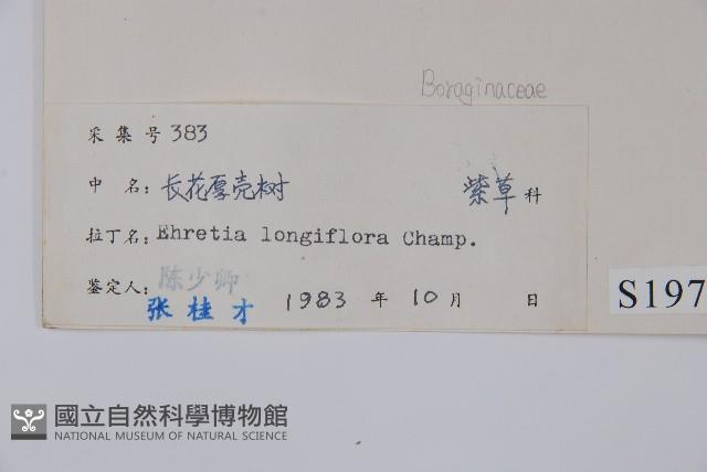 長花厚殼樹藏品圖，第2張