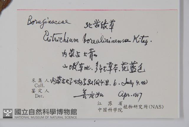 齒緣草藏品圖，第2張