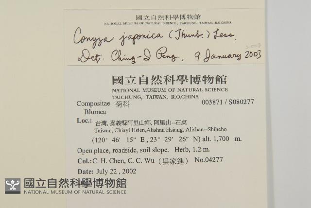 日本假蓬藏品圖，第2張