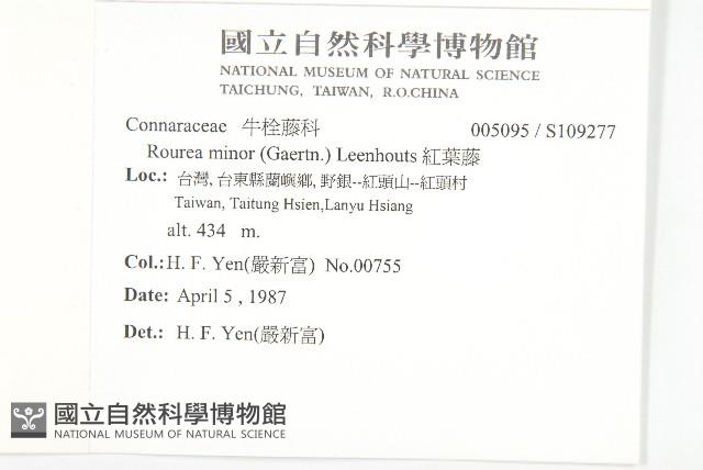 紅葉藤藏品圖，第2張