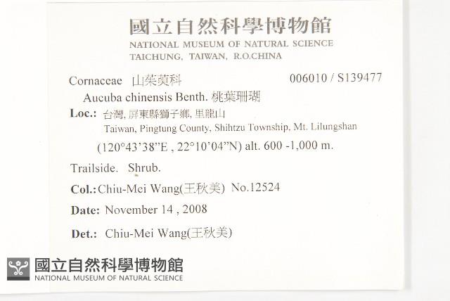 桃葉珊瑚藏品圖，第2張