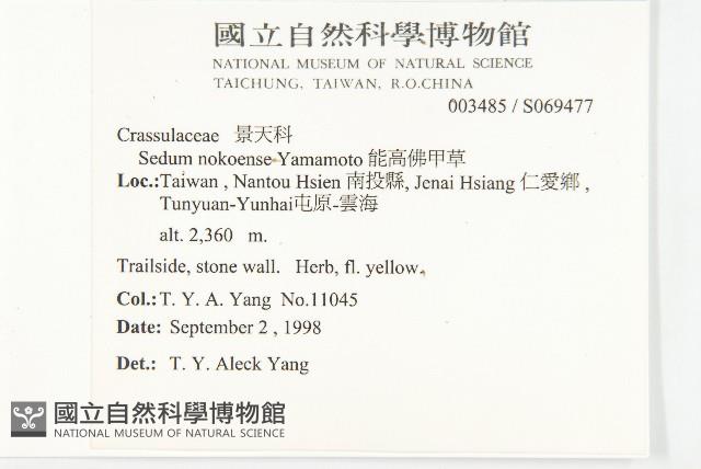 能高佛甲草藏品圖，第2張