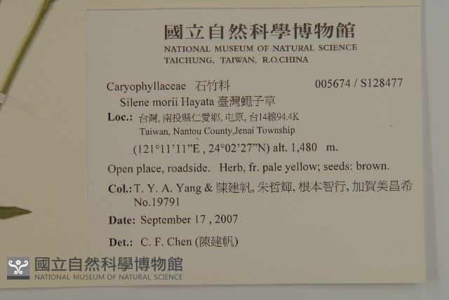 臺灣蠅子草藏品圖，第2張