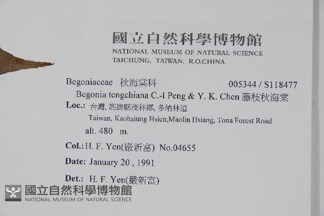 藤枝秋海棠藏品圖，第2張