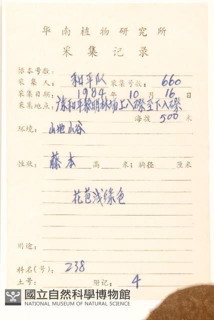 茄葉斑鳩菊藏品圖，第2張