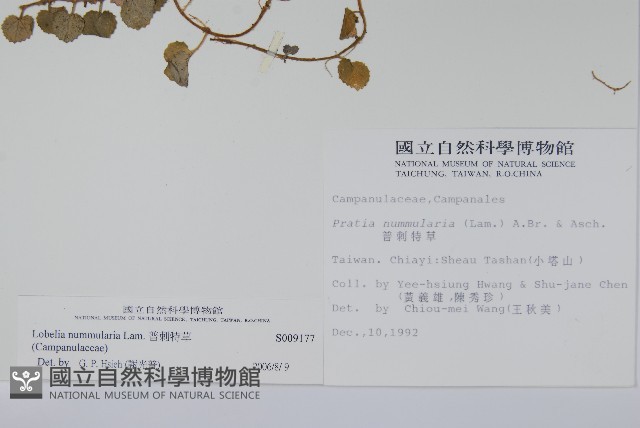 普刺特草藏品圖，第2張