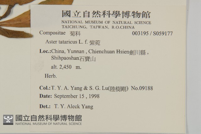 紫菀藏品圖，第2張