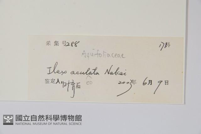 鼠李冬青、滿樹星藏品圖，第2張