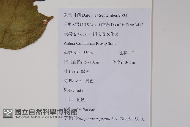 刺楸，蓖麻葉五加藏品圖，第2張