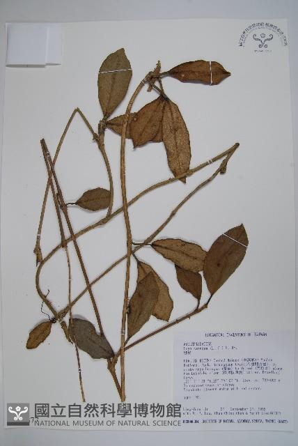 毬蘭藏品圖，第1張