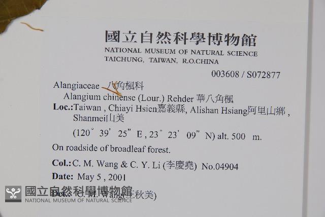 Chinese alangium,Oriental alangium Collection Image, Figure 2, Total 2 Figures