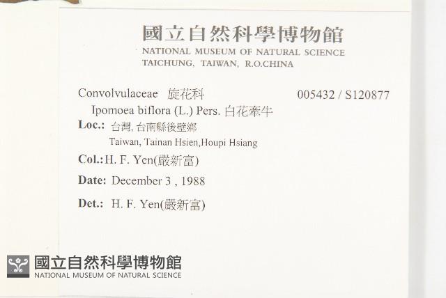 白花牽牛藏品圖，第2張