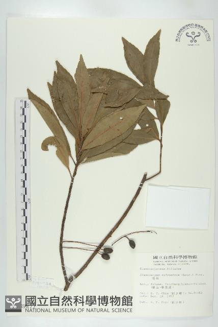 杜英、山杜英、蘭嶼杜英藏品圖，第1張