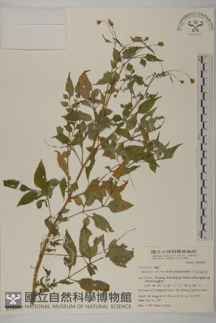 小白花鬼針藏品圖，第1張