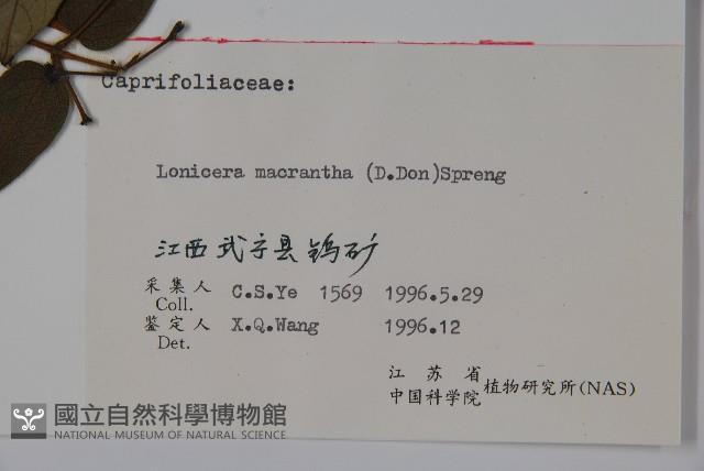 大花忍冬藏品圖，第2張