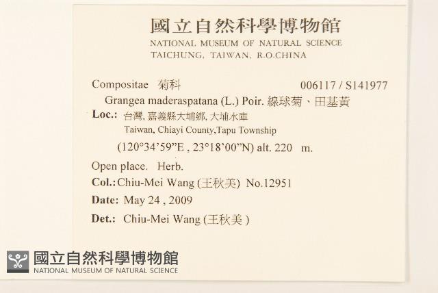 線球菊、田基黃藏品圖，第2張