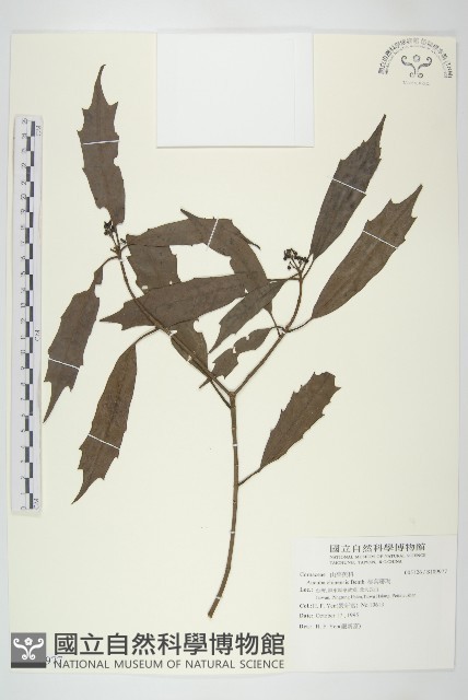 桃葉珊瑚藏品圖，第1張