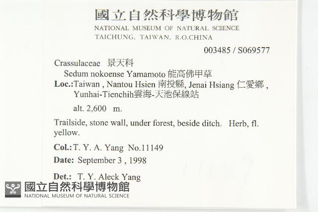 能高佛甲草藏品圖，第2張