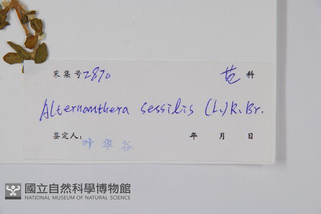 蓮子草藏品圖，第2張