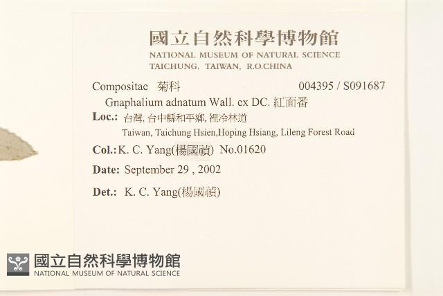 紅面番藏品圖，第2張