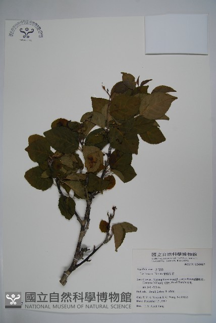 草野氏冬青藏品圖，第1張