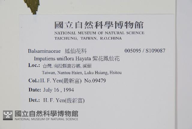 紫花鳳仙花藏品圖，第2張