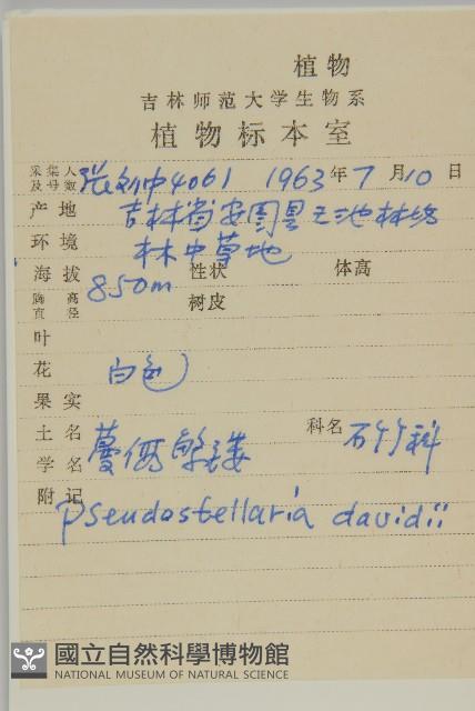 蔓假繁縷藏品圖，第2張