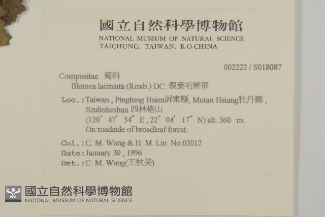 裂葉艾納香藏品圖，第2張