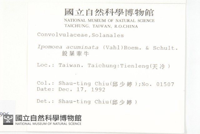銳葉牽牛藏品圖，第2張