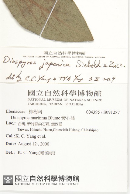 山柿, 山豆柿藏品圖，第2張