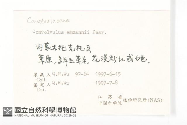 銀灰旋花藏品圖，第2張